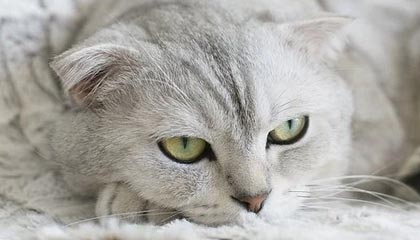 李昂：大连是我小时候就向往的地方，希望再次证明自己